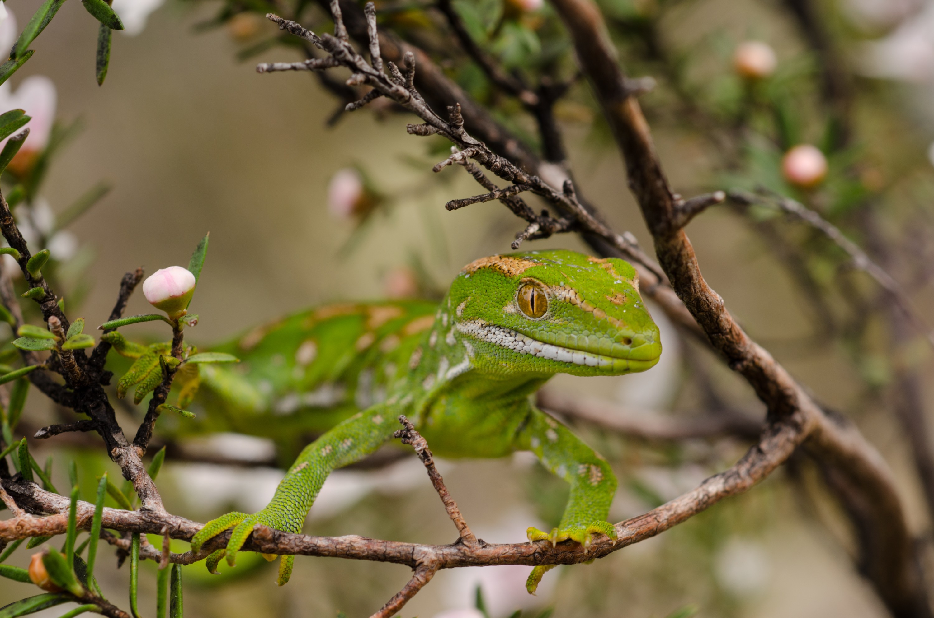 DSC_9450 – Northland, green, gecko, Naultinus, grayii, lizard, far north, north, far, Crispin, reptiles, amphibians, rare, cold, blood, new, new zealand, zealand, nz